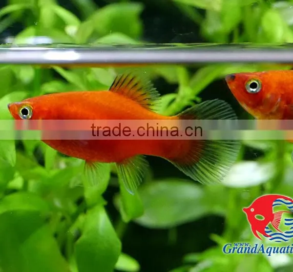 Red Wagtail Platy Bleeding Farm and Export From Thailand photo-4