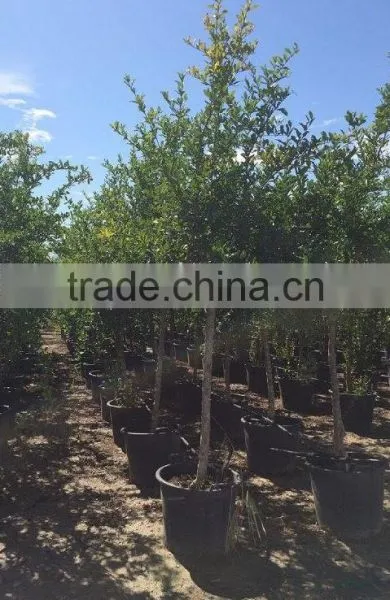 Punica Granatum photo-4