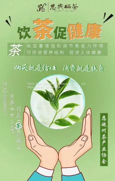 How Much is the Price of Enshi Yulu Tea? Enshi Yulu Bulk Wholesale Hubei Enshi Yulu Tea photo-5