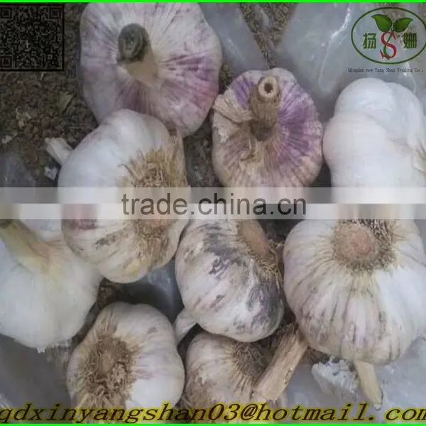 White Garlic,Normal White Garlic photo-2
