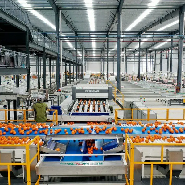 REEMOON Orange Intelligent Sorting and Grading Solution, Oranges Sorter Machine, Grading Equipment photo-4
