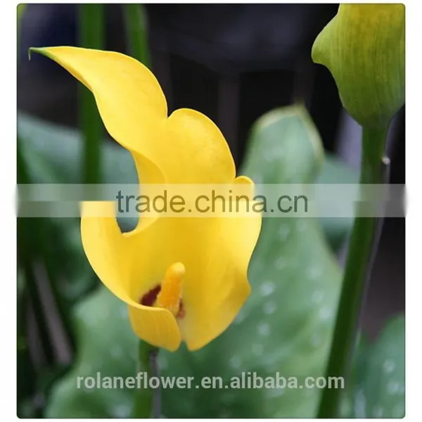 the Tipical Pura Color Fresh Cut Yellow Calla Lily Flower From China photo-5
