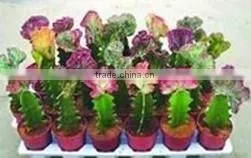 Rebutia Minuscula 8.5cm Mini Cactus Succulent Ornamental Indoor Plants Nursery Echinocactus Grusonii Cereus Cacti Bonsai photo-6