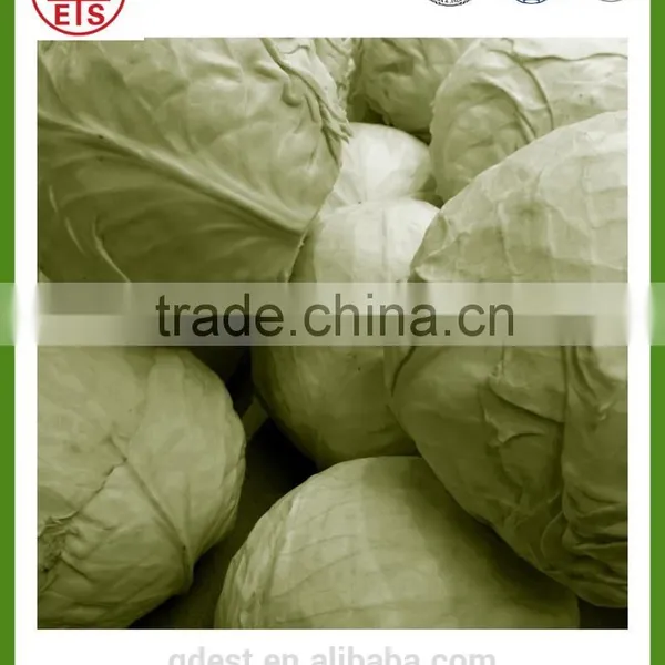 Chinese High Quality Fresh Green Cabbage photo-4
