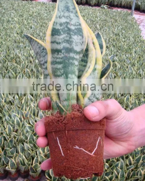 Sansevieria Surpeba