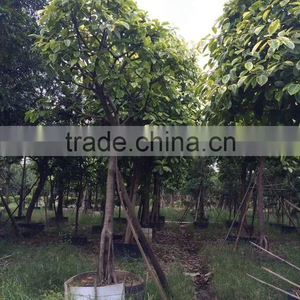 Ficus Benghalensis Variegata photo-4