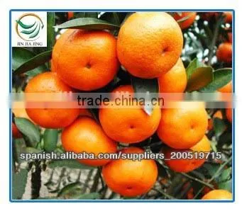 New Harvested Yongchun Fresh Mandarin Orange photo-6