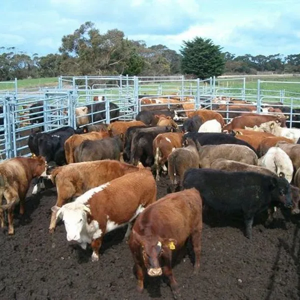 Australia Market Hot Sale High Quality Livestock Cattle Panels or Sheep Panels for Sheep Fencing or Cattle Fencing photo-6