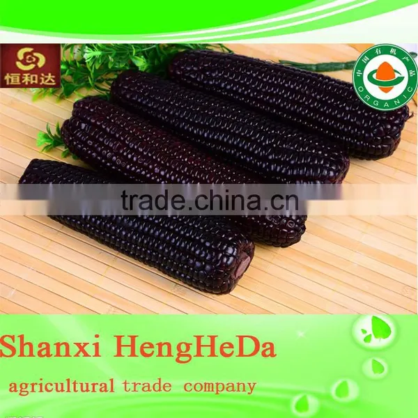 Products China Premium Quality Indian Corn photo-2
