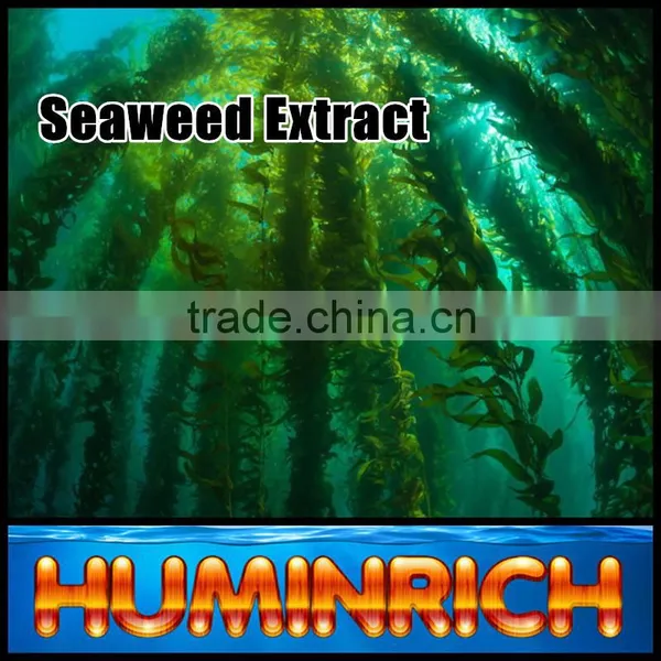 FAQ 19--Application Of Seaweed Extract Fertilizer On Vegetable photo-3