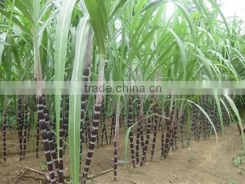 Frozen Sugarcane From VietNam QQ : 2598494113