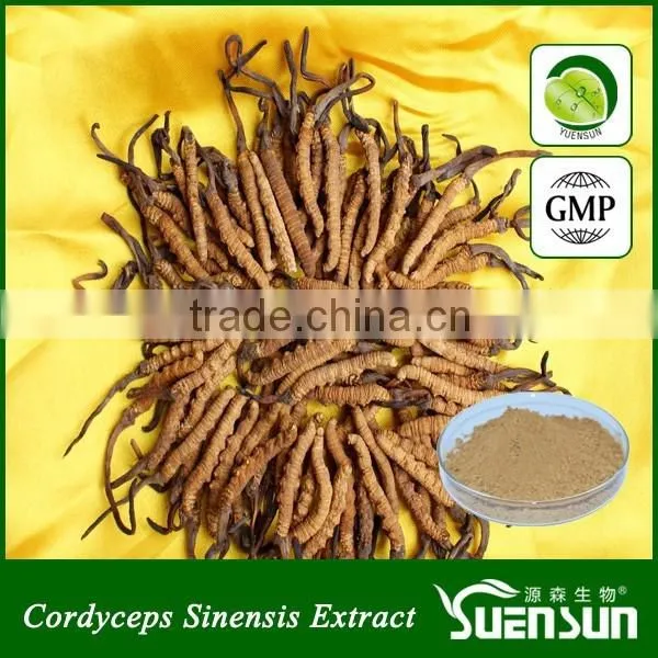 Cordyceps Sinensis Powder 30% Cordyceps Polysaccharide Cordyceps Extract