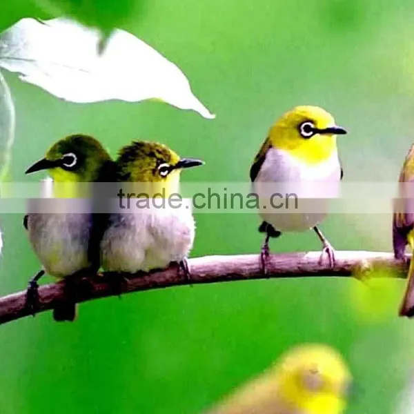 Birds Slaughter Machine Mobile Poultry Slaughterhouse Poultry Slaughter Equipment Halal Slaughter Machine Chicken Duck Bird