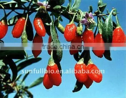 Spray Dried Wolfberry Fruit Powder