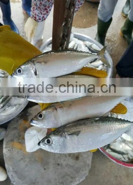 FROZEN INDIAN MACKEREL GRADE AAA WHOLE ROUND photo-2