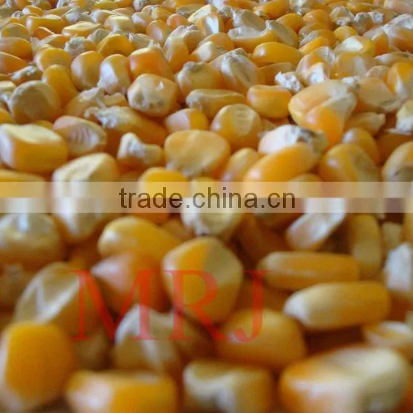 Yellow Corn
