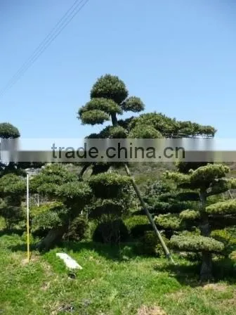 Bonsai Tree