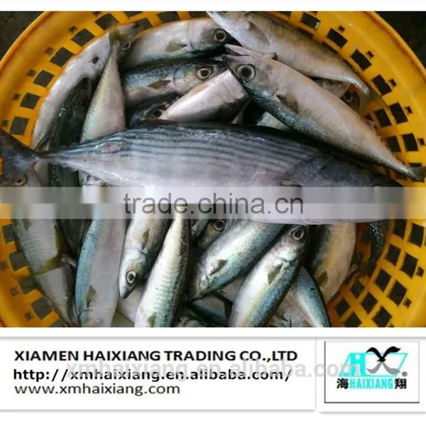 Frozen Seafood-Bonito Tuna in China photo-2