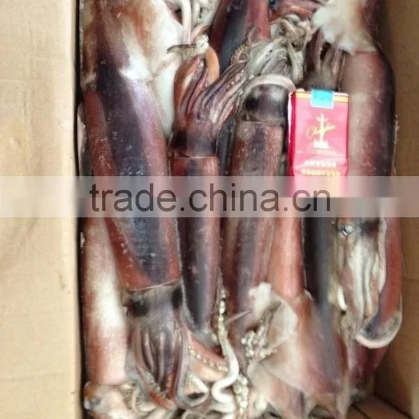 Whole Round BQF Frozen Todarodes Pacificus Squid photo-3
