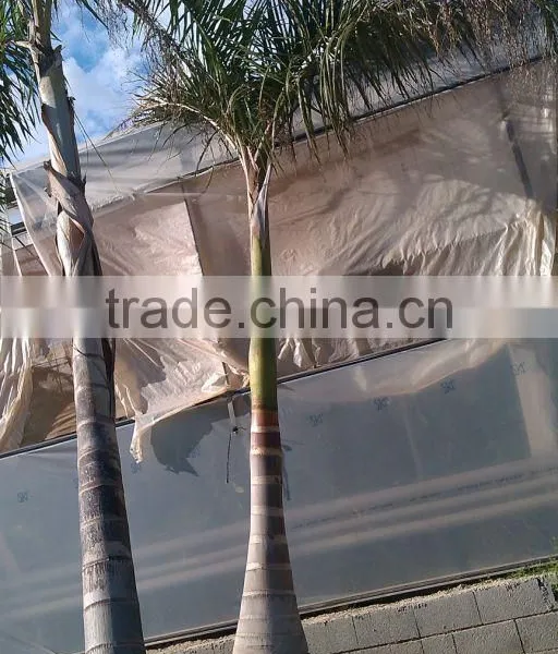 Roystonea Regia "Royal Palm" Cuban Royal Palm" 350/500 Plant Height photo-2