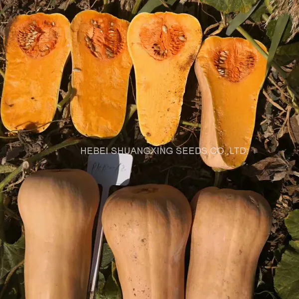 Tough Rind Orange Skin Hybrid Pumpkin Seeds