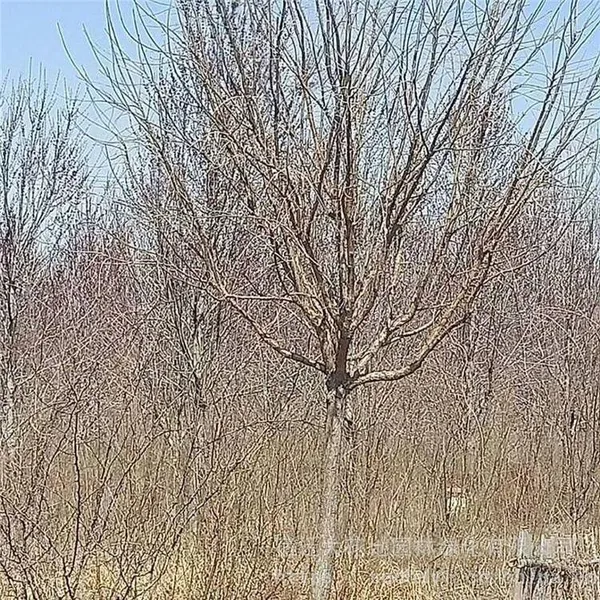 Price of 12 - Centimeter Chionanthus Retusus, Cheap, Guaranteed to Survive photo-4