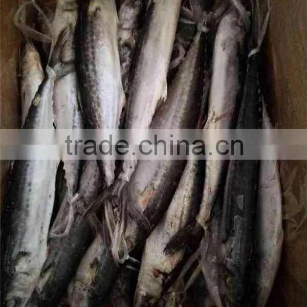 Frozen Spanish Mackerel Fish King Fish photo-5