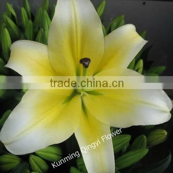 China Oriental Lily Flower Wholesale Fresh Cut Flowers photo-6