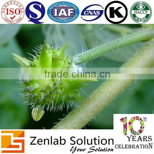 Puncture Vine Powder Extract photo-3