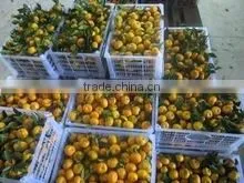 HONEY MANDARIN photo-2