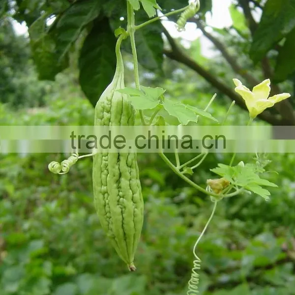 10% Charantin Bitter Melon Extract Powder photo-4