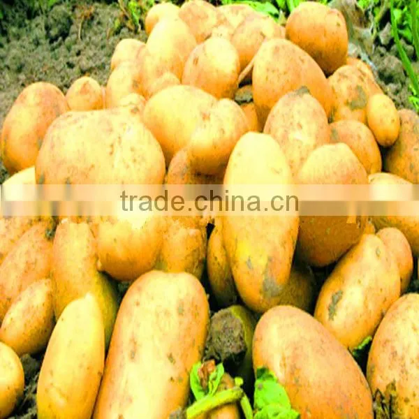 Wholesale Potatoes