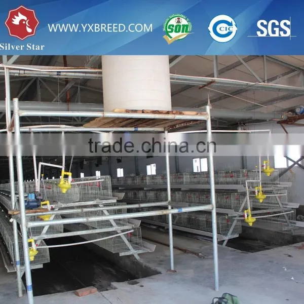 Automatic Poultry Equipment for 20000 Birds Farm Sale photo-6
