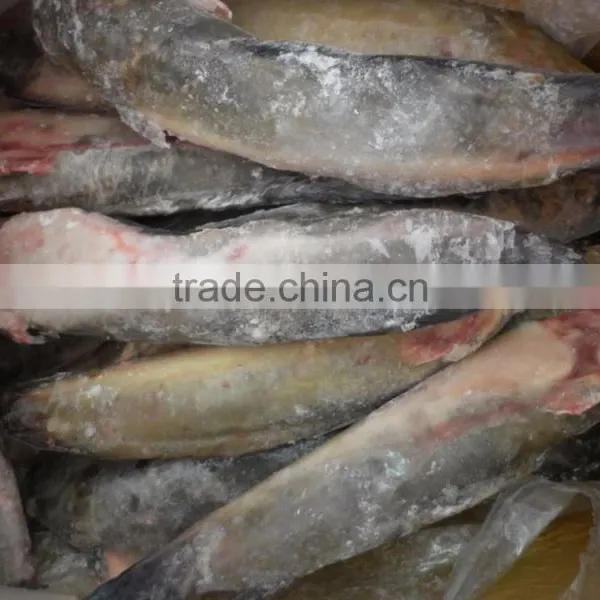 Cat Fish photo-2