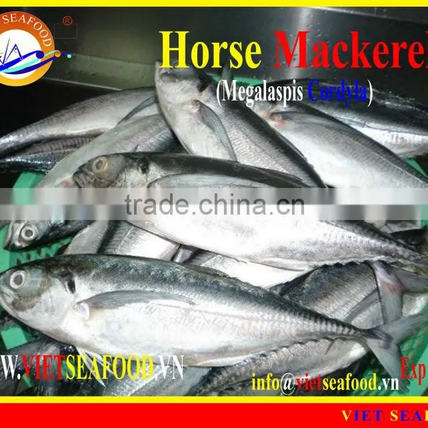 W/R FROZEN HORSE MACKEREL photo-3