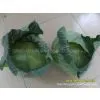 FRESH CABBAGE