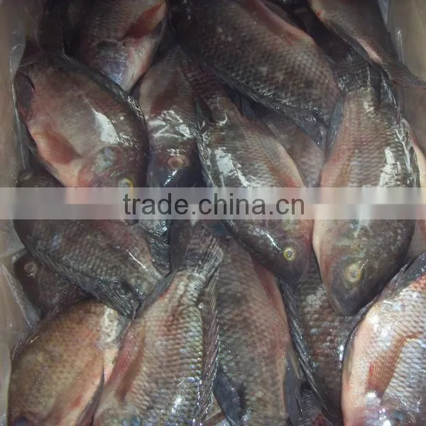 Frozen Tilapia Whole Round Fish