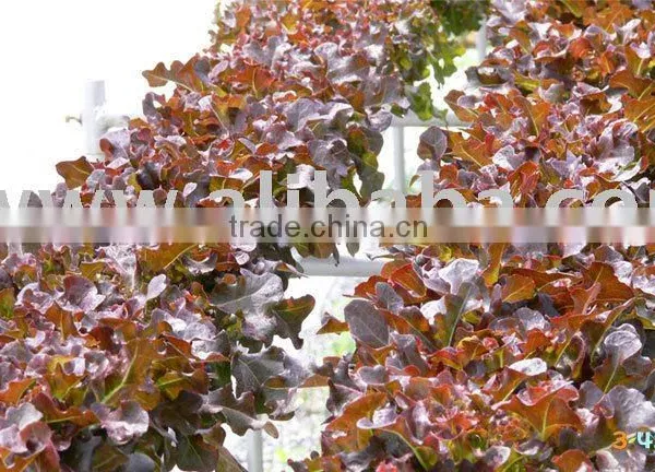 Hydroponics Farm - 02