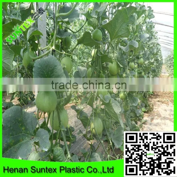 Support Peas Runner Beans & Sweet Peas Climbing Plant Support Mesh Net photo-6