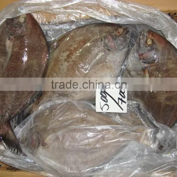 Frozen Black Pomfret Fish photo-4