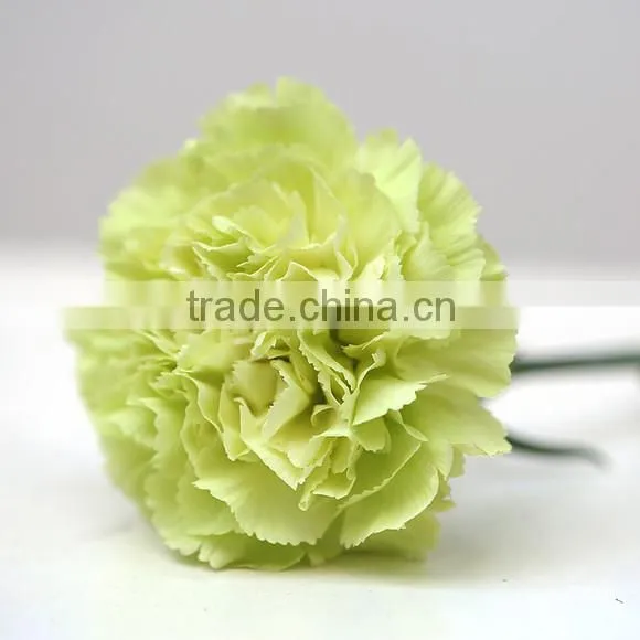 2016 Hot Sale Carnation Cut Flowers Price Without Middleman Green Mini Carnation Flowers photo-4