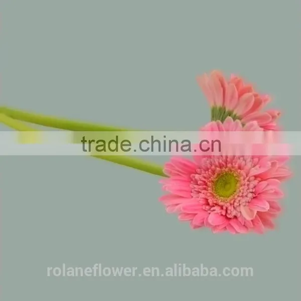 Kunming Flower Export Long Stem Glass Flowers Pvc Flower Stem With 70-80cm Long From Yunnan, China photo-4