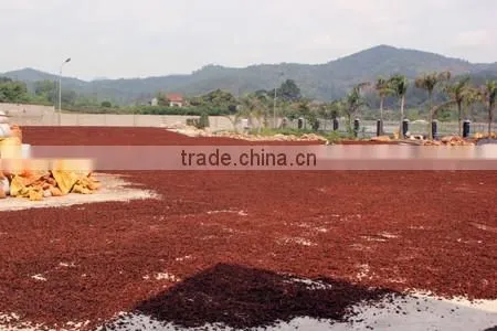 Viet Nam Star Aniseed photo-2