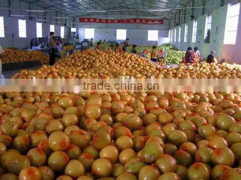 Customers Buy Sour Fresh Honey Pomelo From China photo-3
