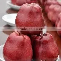 Red Delicious Apple