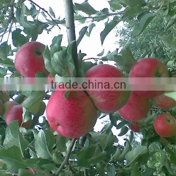 Fresh Gala Apple Exporter in China photo-6