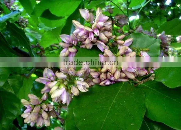 Pongsmia Pinnata(L.)Pierre photo-4