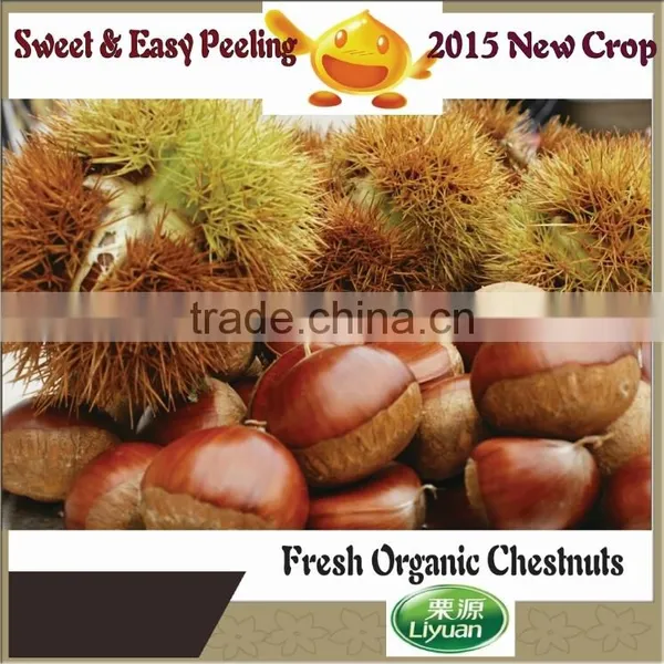 2015 New Organic Raw Chestnuts for Sale