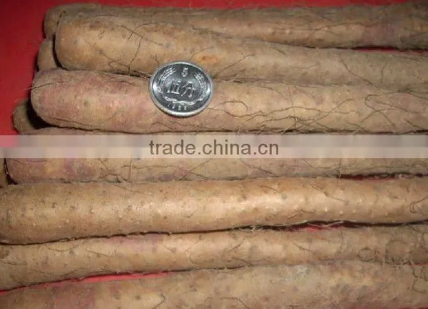 Chinese Fresh Wild Yam Powder P.E. 16%