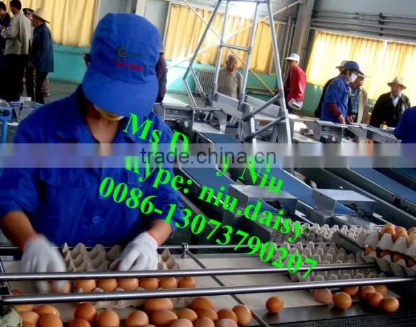 Automatic Egg Packing Machine/egg Tray Packaging Machine/egg Grading Machine for Packing photo-5